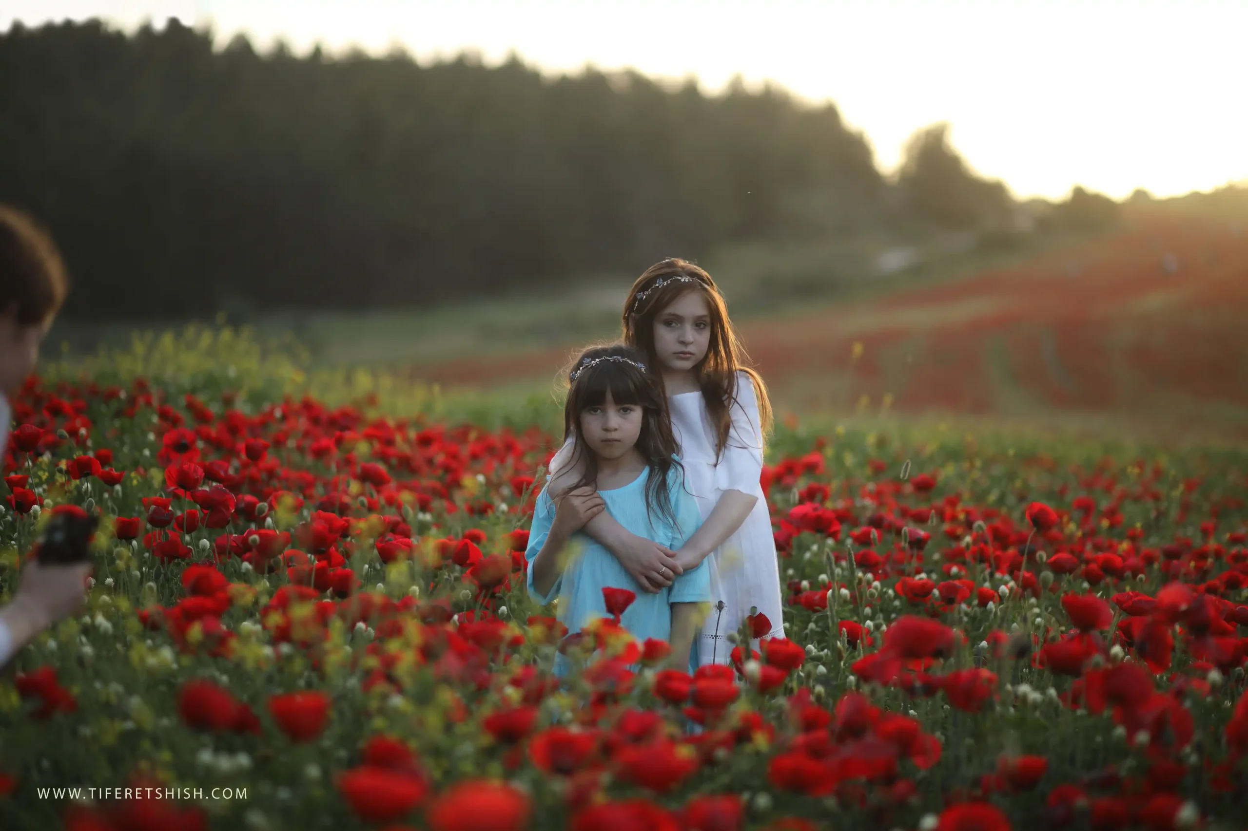 שדה כלניות 1