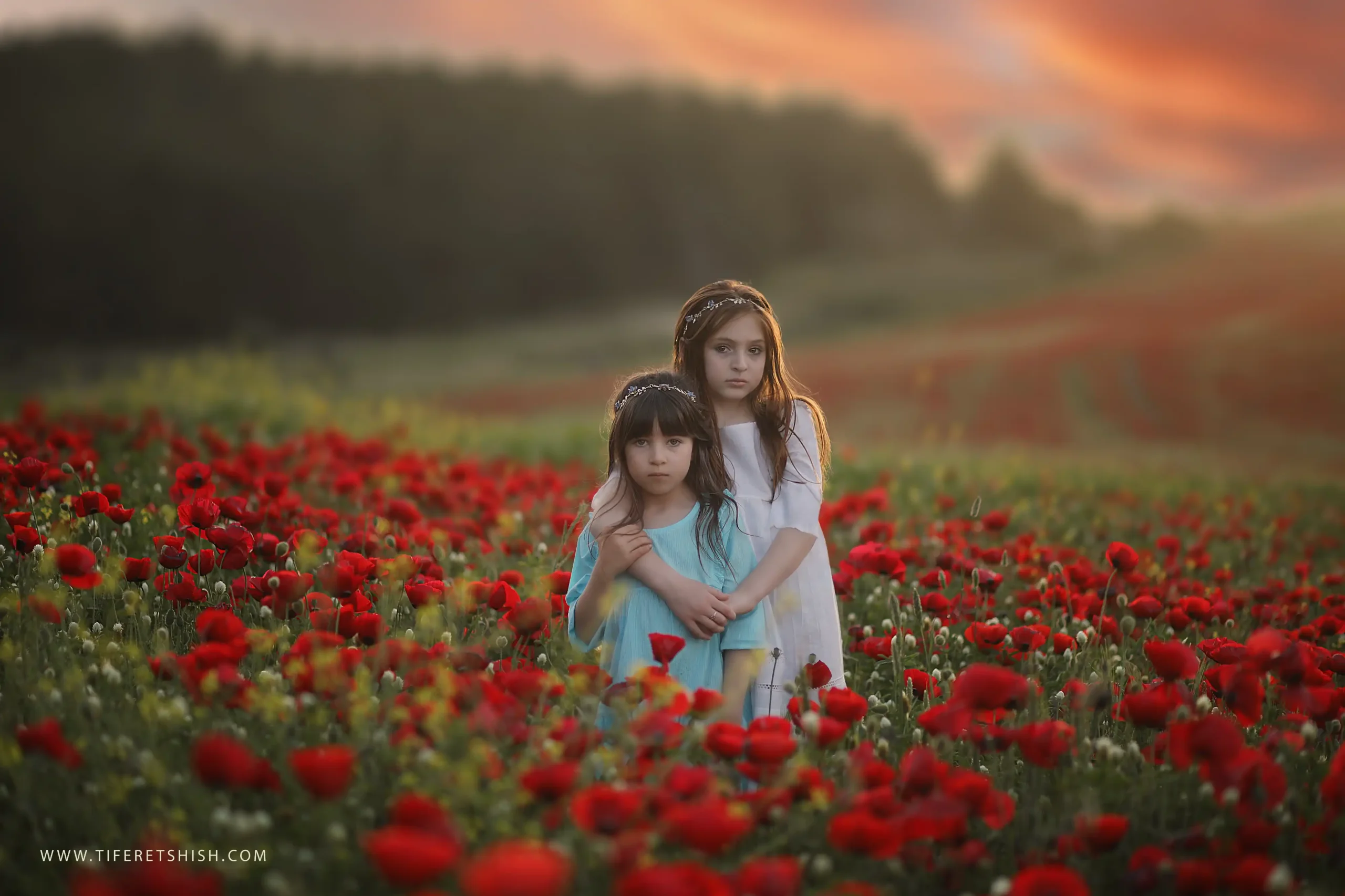 שדה כלניות 4 השתלת שמים והוספת בוקה